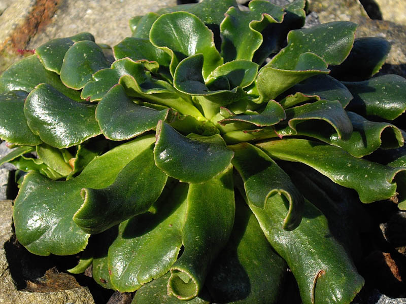 Lewisia cotyledon — formes orangées photo